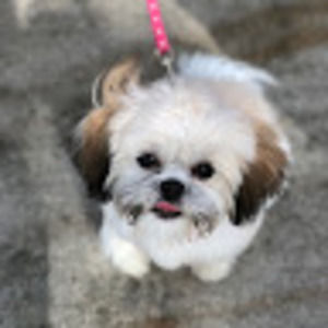 Meet your Posher, Ruby